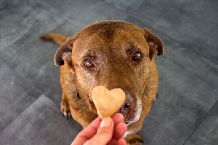 Petiscos para treinar cachorro: 5 dicas de como escolher