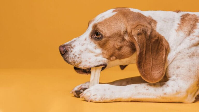 Descubra 7 benefícios de petiscos naturais para cães