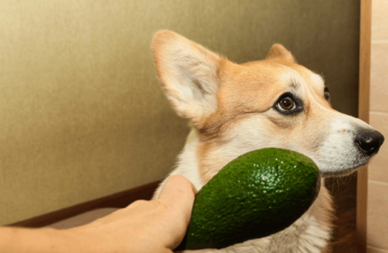 Fique atento: 7 frutas que cachorro não pode comer