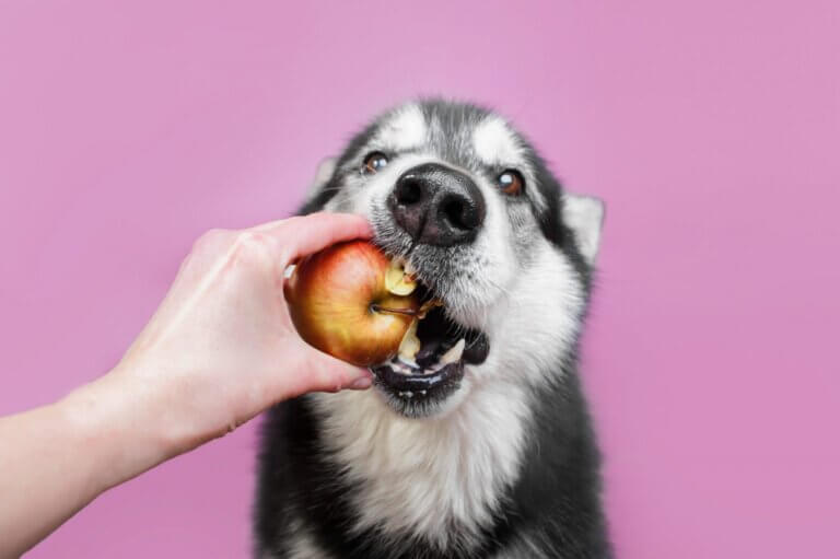 Conheça 10 frutas que cachorro pode comer