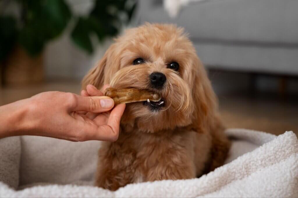 Qual cachorro mais inteligente e o melhor para a sua família