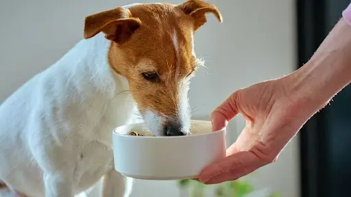 O que cachorro pode comer? Veja o que é saudável para o seu amigo