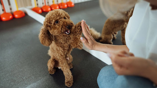 Qual cachorro mais inteligente? Veja as raças mais espertas e como estimular seu amigo