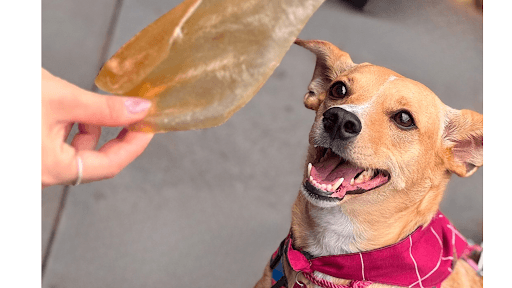 Orelha bovina para cachorro: benefícios e como oferecer