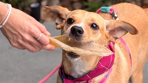 Mês do Cliente Pick & Chew: combos especiais para seu cachorro mastigar muito