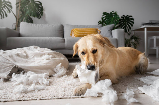 Ideias para entreter cachorro entediado em casa